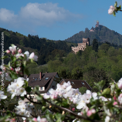 De chteau en chteau Au premier plan, le chteau de Kintzheim (Volerie des Aigles). A l'arrire-plan, le chteau du Haut-Koenigsbourg.